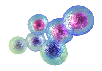 Illustration of cells
